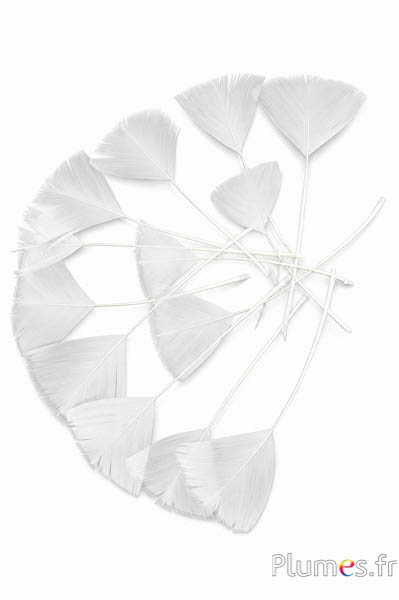 Petali in piume - 6-8 cm x 3-4 cm - bianco